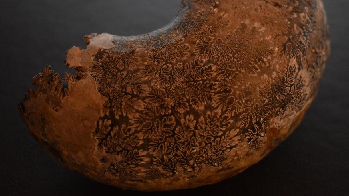The complex sutures of an extinct ammonite. (Image: David Peterman)