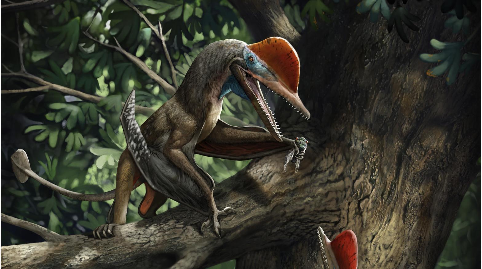 A paleoart rendition of what Kunpengopterus antipollicatus may have looked like.