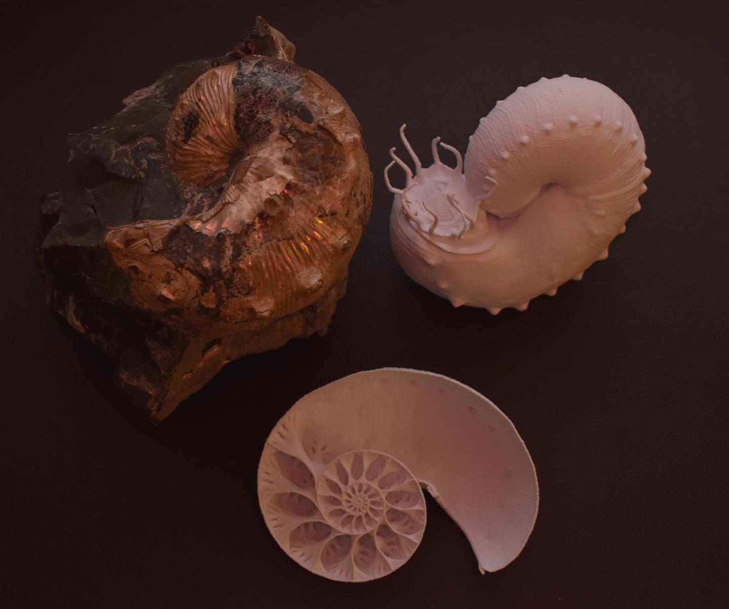 Fossil ammonite along with 3D-printed computer reconstructions showing internal and external morphology. (Image: David Peterman)