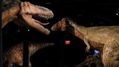 2.5 Billion Tyrannosaurus Rex May Have Roamed Earth