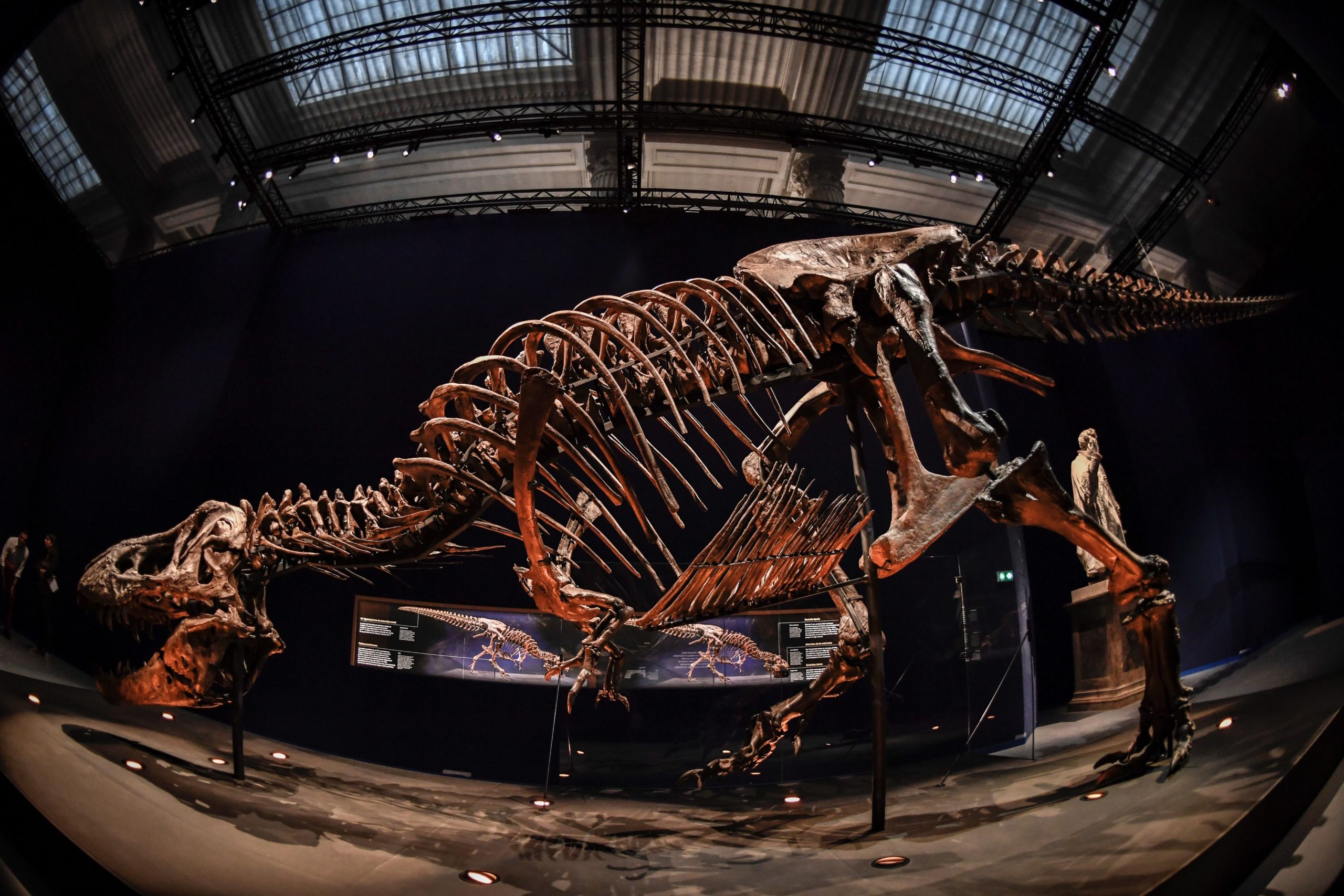 A T.rex on display in Paris in 2018. (Photo: STEPHANE DE SAKUTIN/AFP via Getty Images, Getty Images)