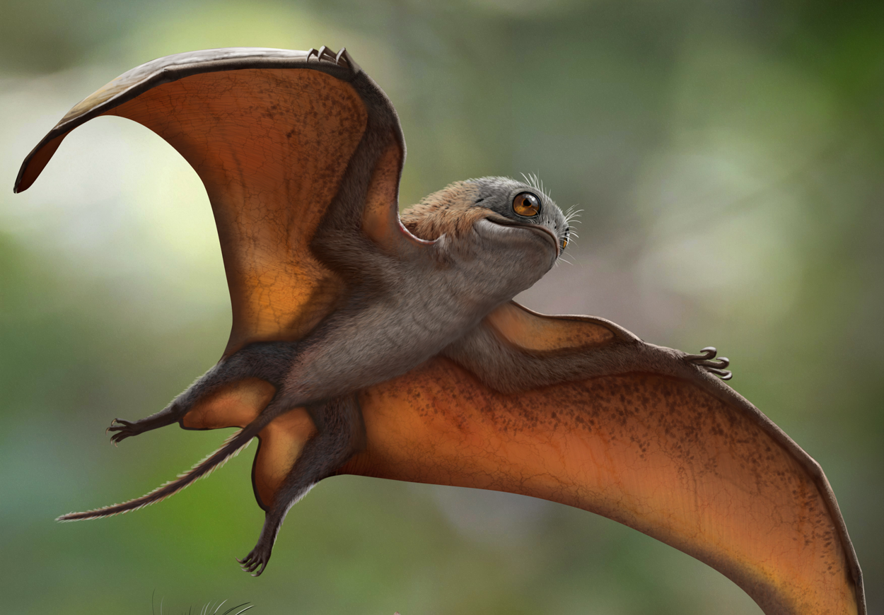 Adorable ‘Porg’ Pterosaur Flapped Above Jurassic China