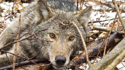 See the First Camera Collar Footage From a Wild Wolf