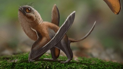 Adorable ‘Porg’ Pterosaur Flapped Above Jurassic China