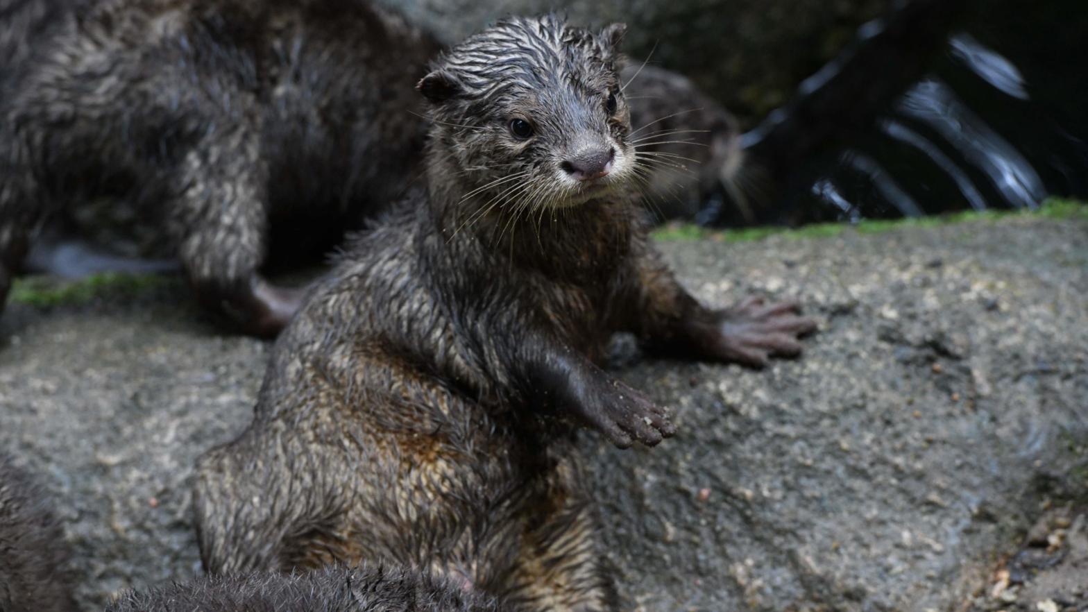 A juvenile Asian small-clawed otter at the Singapore Zoological Garden on January 11, 2018. (Photo: Roslan Rahman, Getty Images)