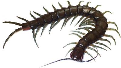 Giant Amphibious Centipede Discovered Attacking Prawns in Japan