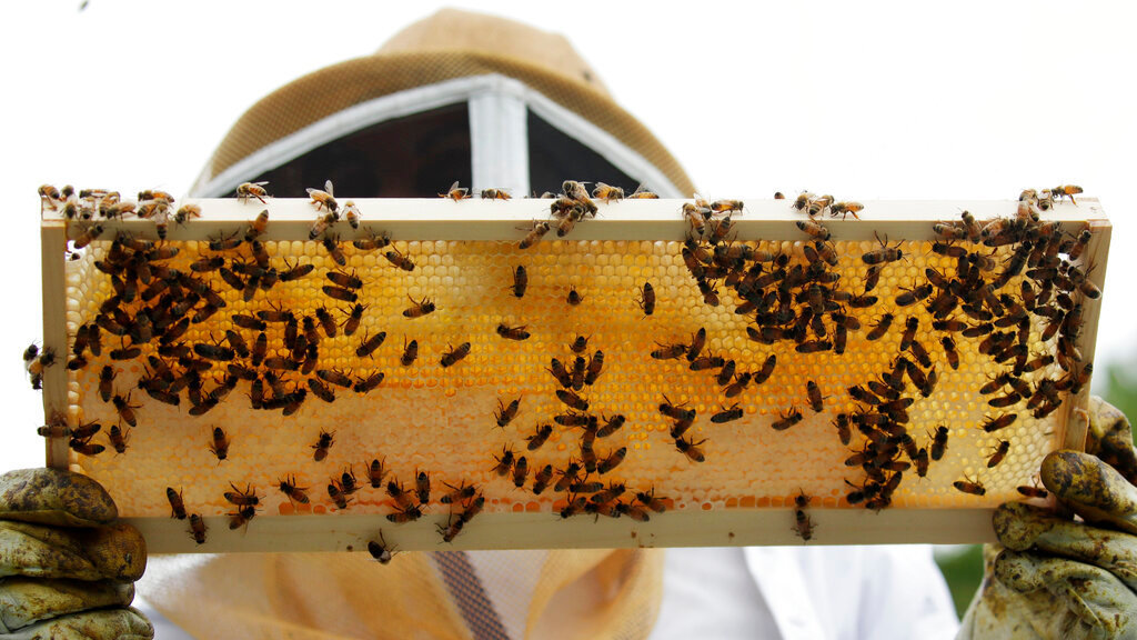 A beekeeper holds a frame of honeybees in Manchester, New Hampshire.  (Image: Elise Amendola, AP)