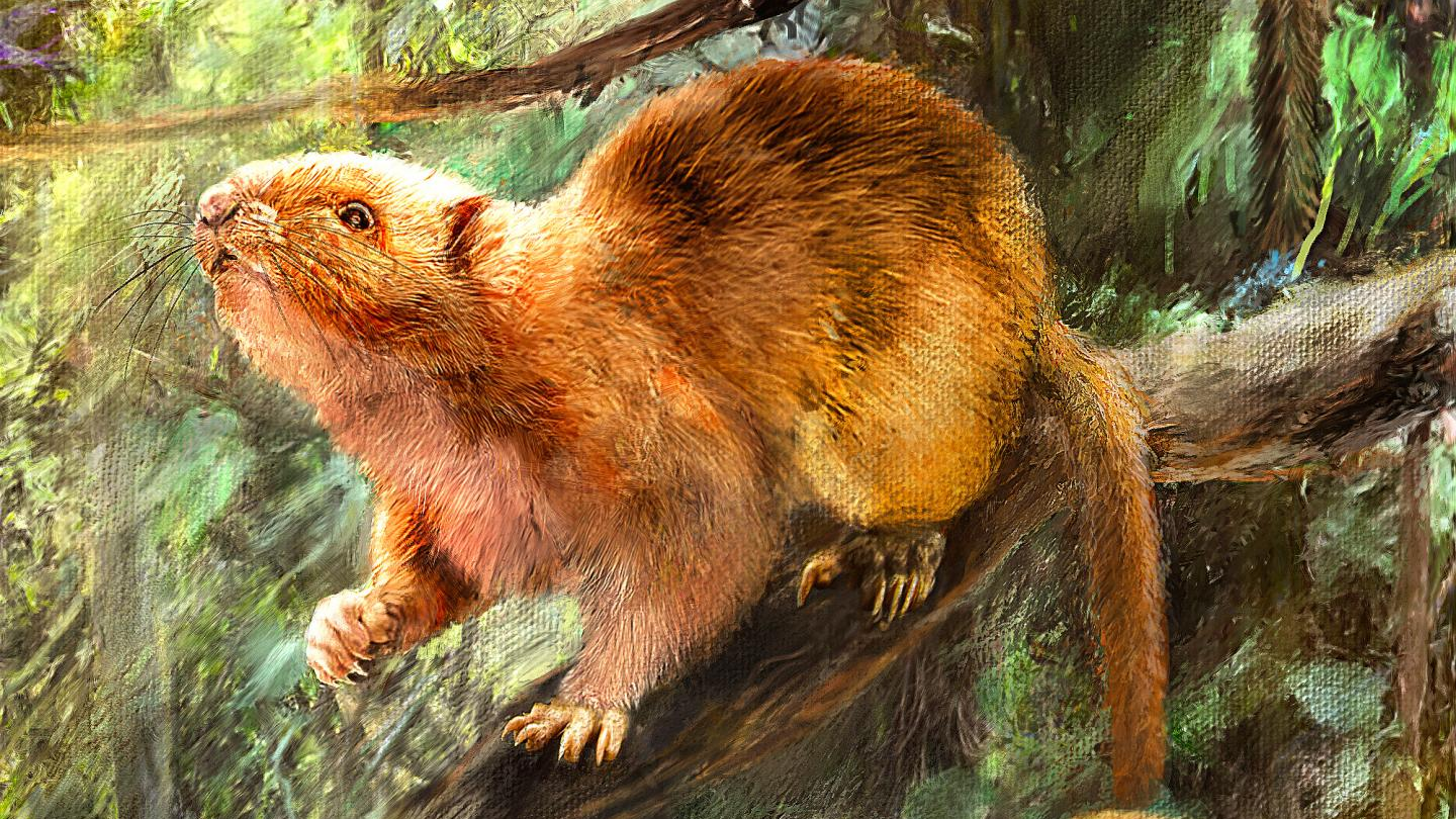 Artist's rendering of one of the newly described extinct cloud rats. (Illustration: © Velizar Simeonovski, Field Museum)