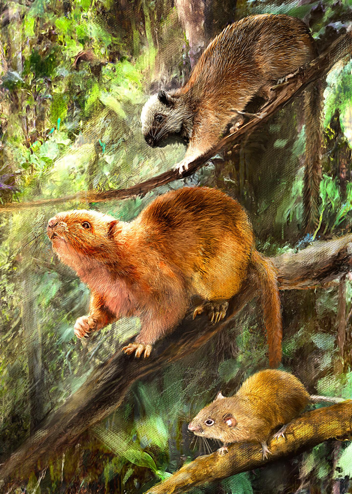 An artist's rendering of the three (adorable) dead rats. (Illustration: © Velizar Simeonovski, Field Museum)