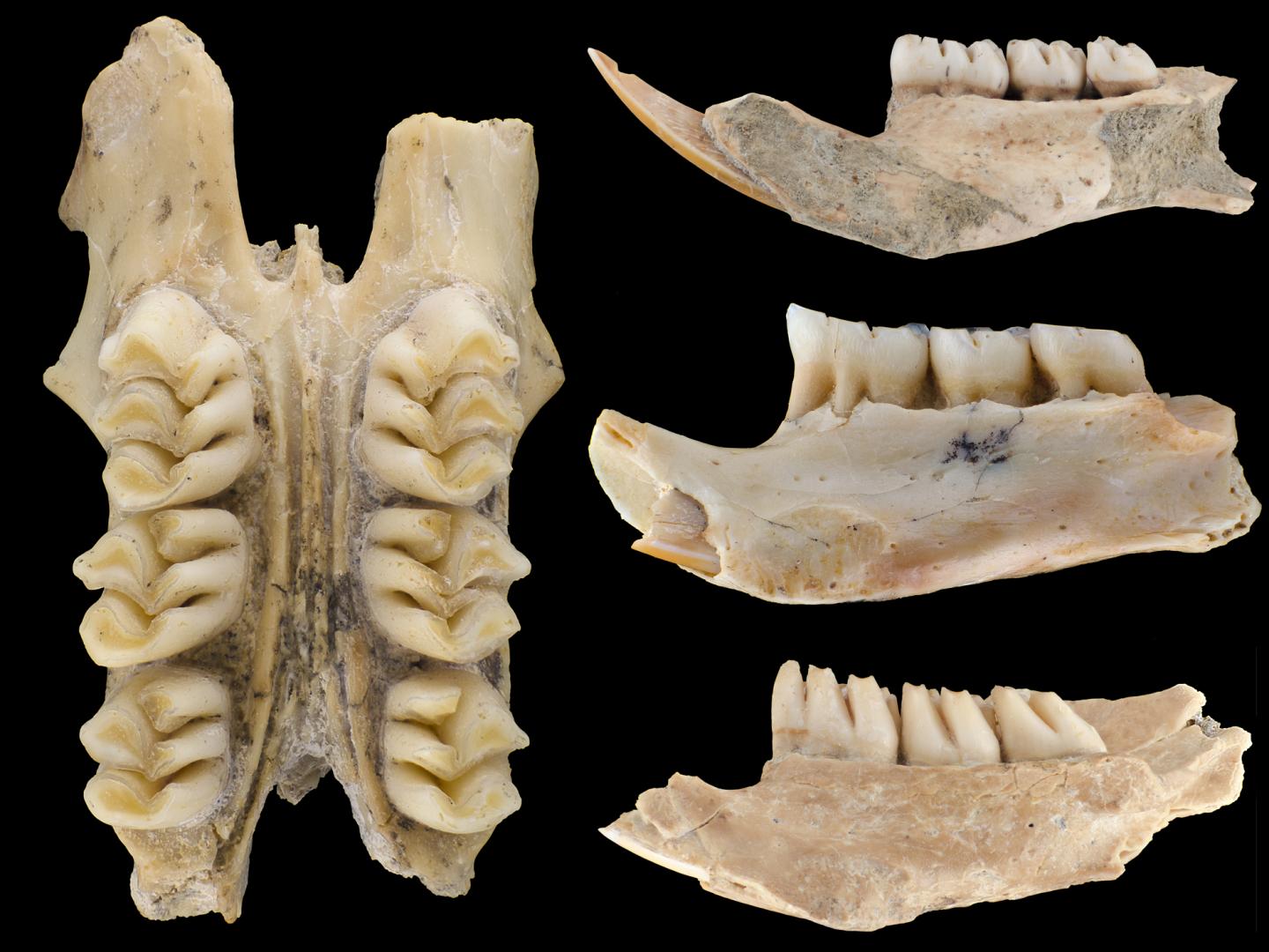 The teeth of the giant rats were important in distinguishing them as new species. (Image: Lauren Nassef, Field Museum)