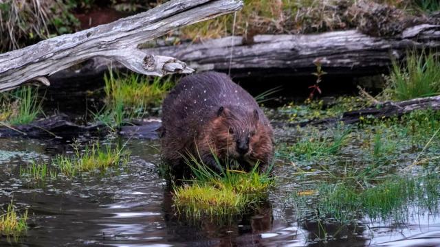 Internet Outage in Canada Blamed on Beavers Gnawing Through Fibre Cables