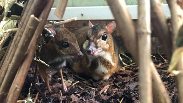 I Would Die For This Baby Mouse Deer That Is the Height of a Pencil