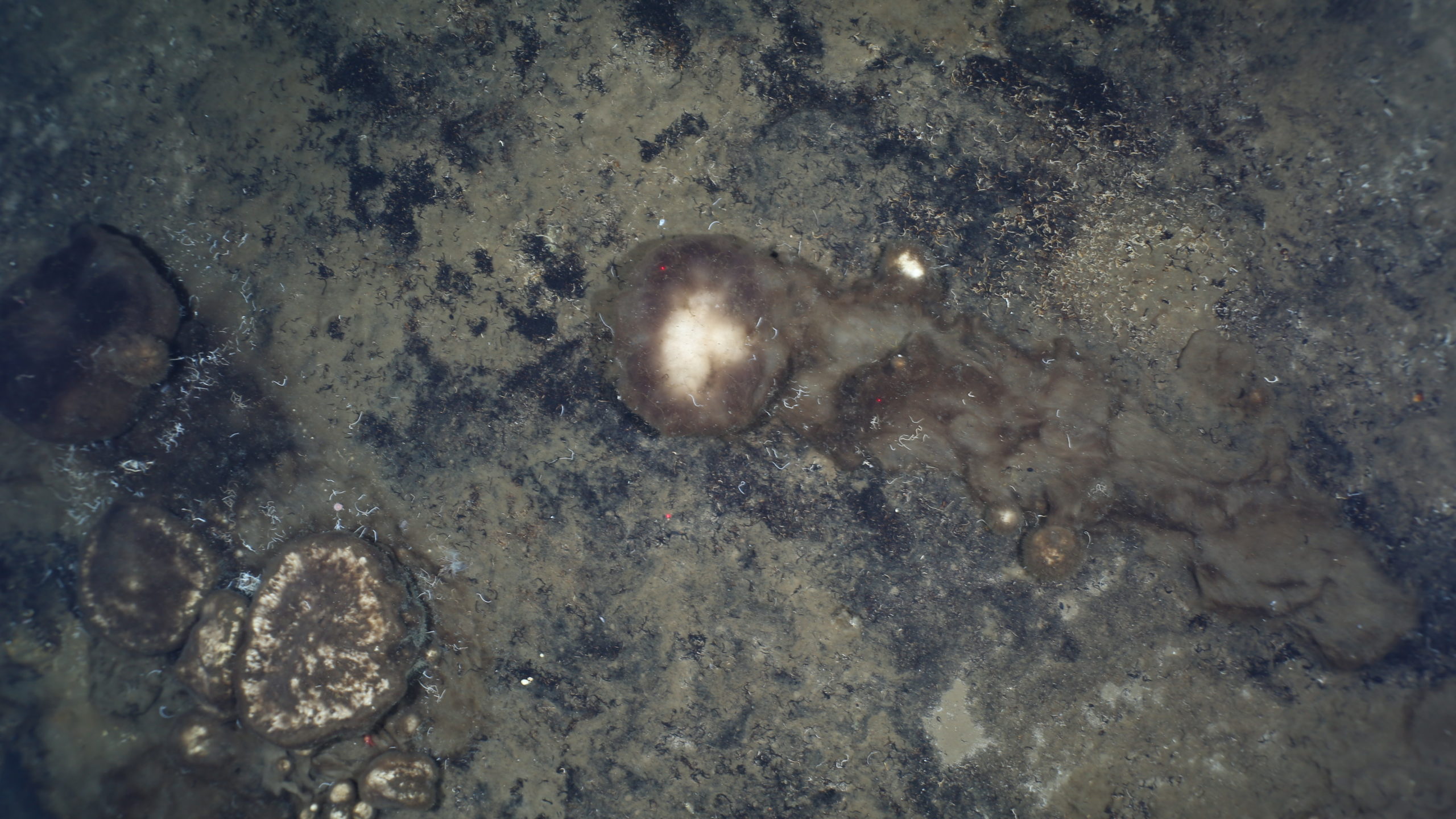A deep sea sponge with its trail. (Image: AWI OFOBS team, PS101)