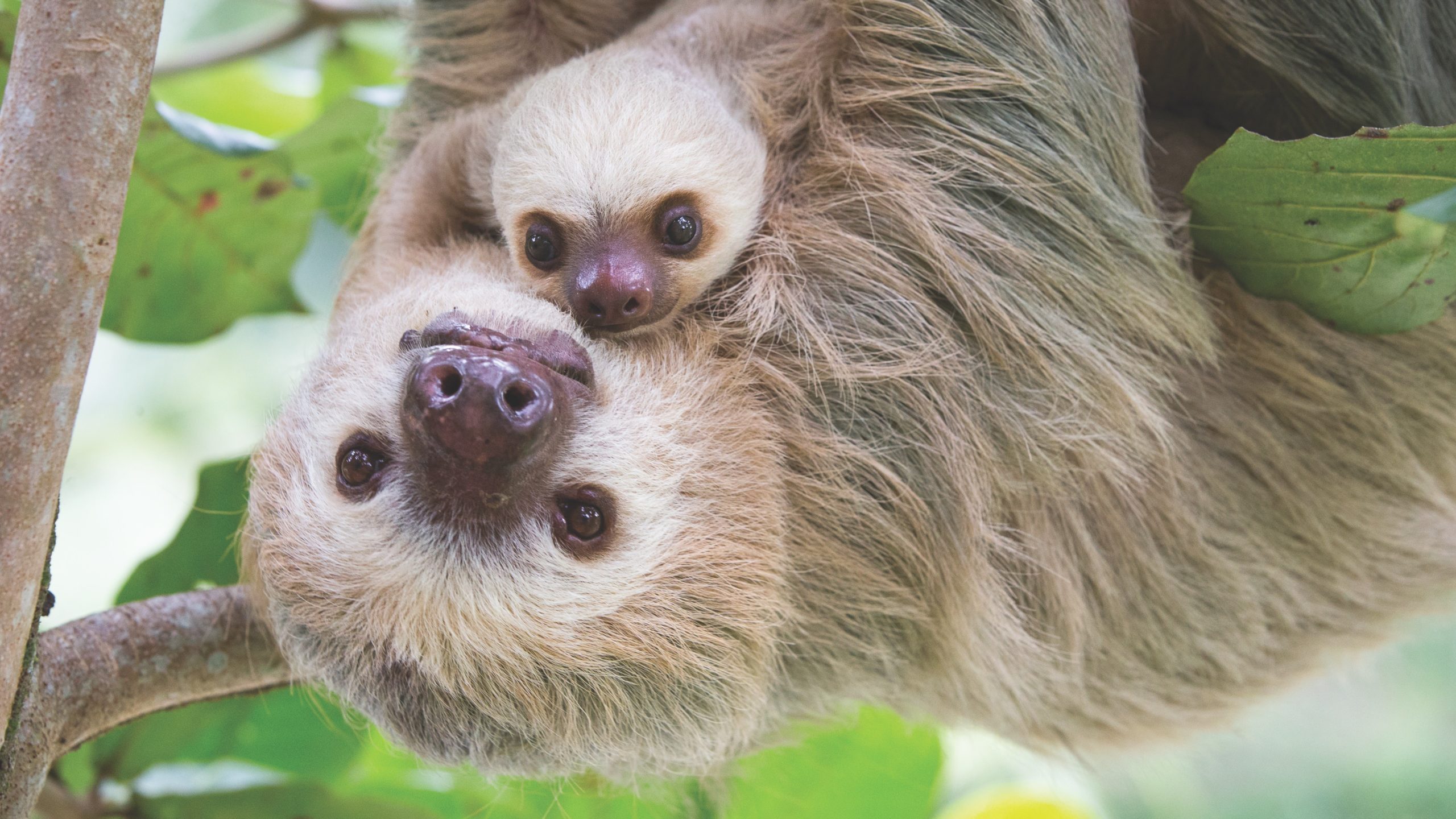 A Hoffman's two-toed sloth and her baby near Cahuita National Park in Costa Rica. (Photo: Suzi Eszterhas/New On Earth: Baby Animals in the Wild/courtesy of Earth Aware Editions)