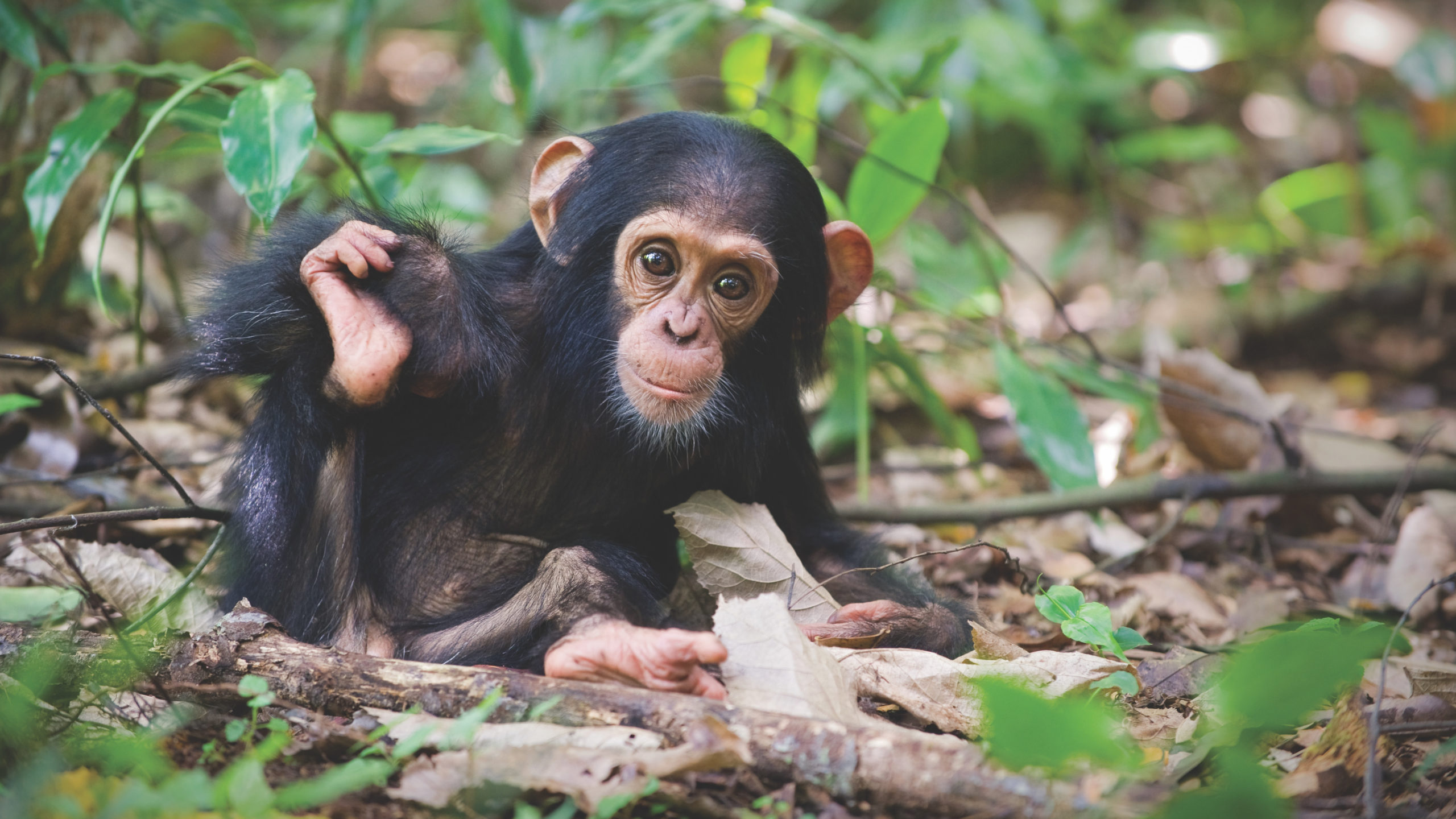 This chimpanzee is about a year old and lives in Uganda's Kibale National Park. (Photo: Suzi Eszterhas/New On Earth: Baby Animals in the Wild/courtesy of Earth Aware Editions)