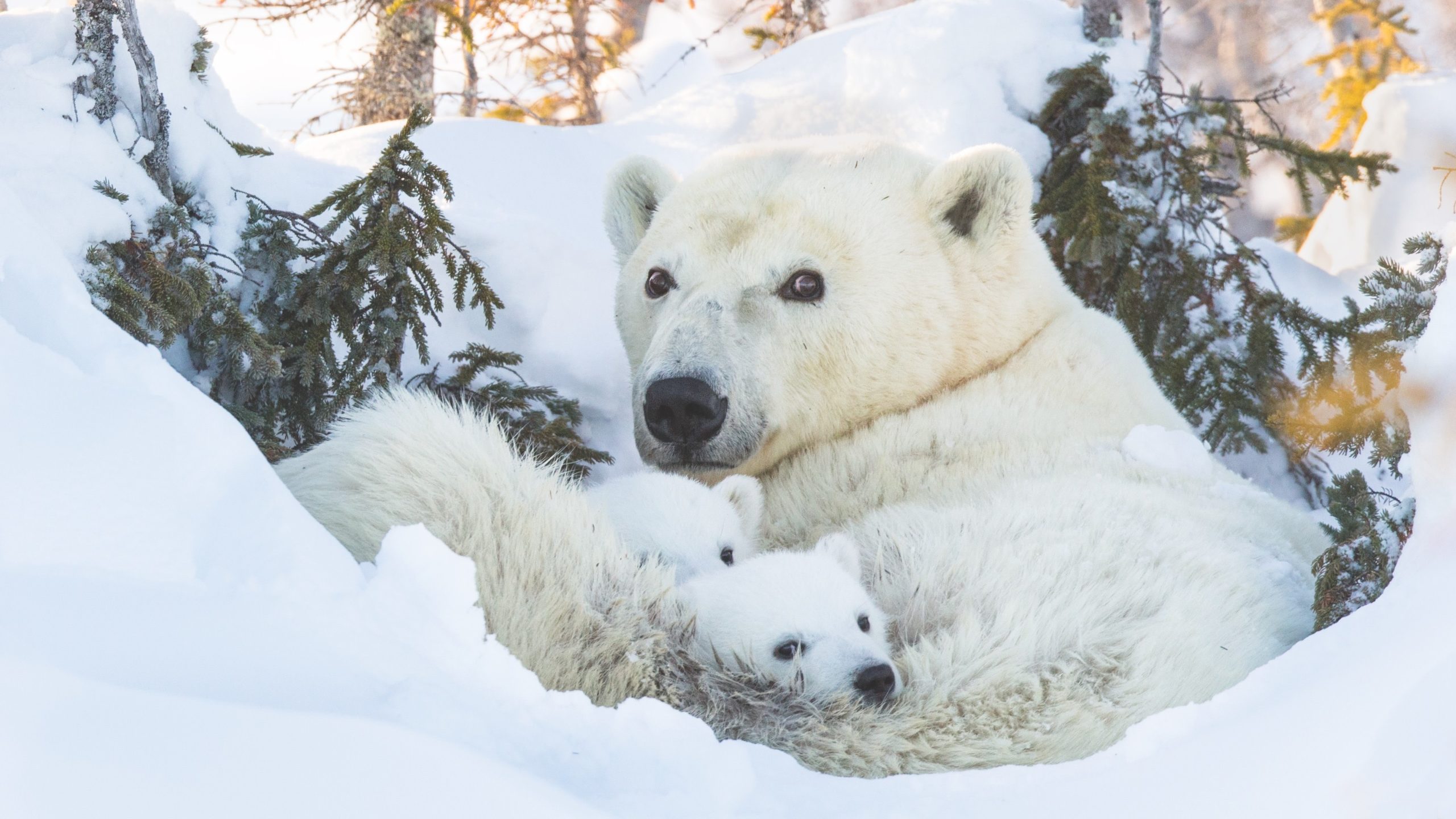 The polar bear cubs in this photo, taken at Wapusk National Park in Canada, are fresh out of the den and seeing the world for the first time. (Photo: Suzi Eszterhas/New On Earth: Baby Animals in the Wild/courtesy of Earth Aware Editions)