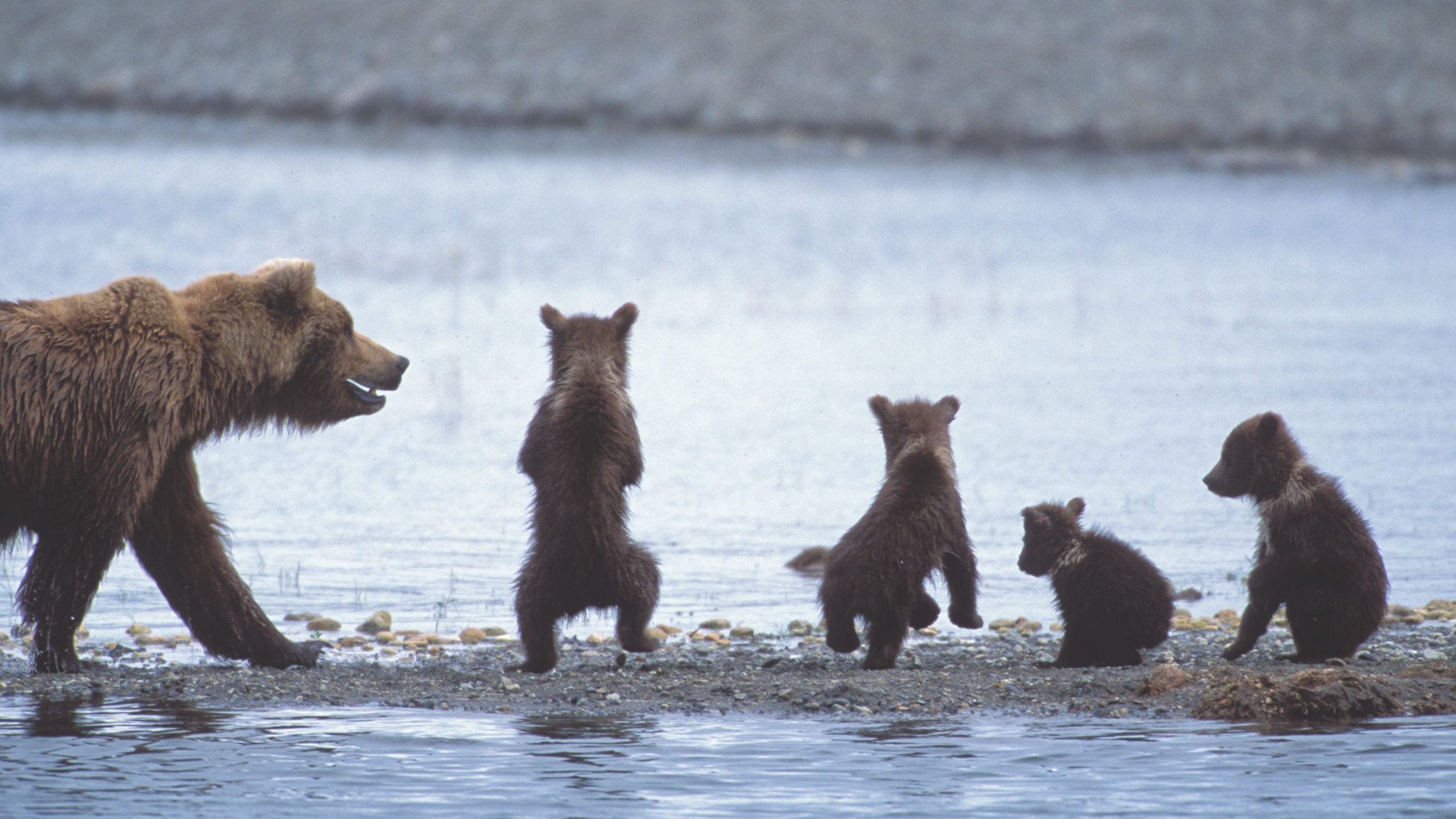 These Wild Baby Animals Photos Offer a Rare and Intimate Glimpse Into Nature