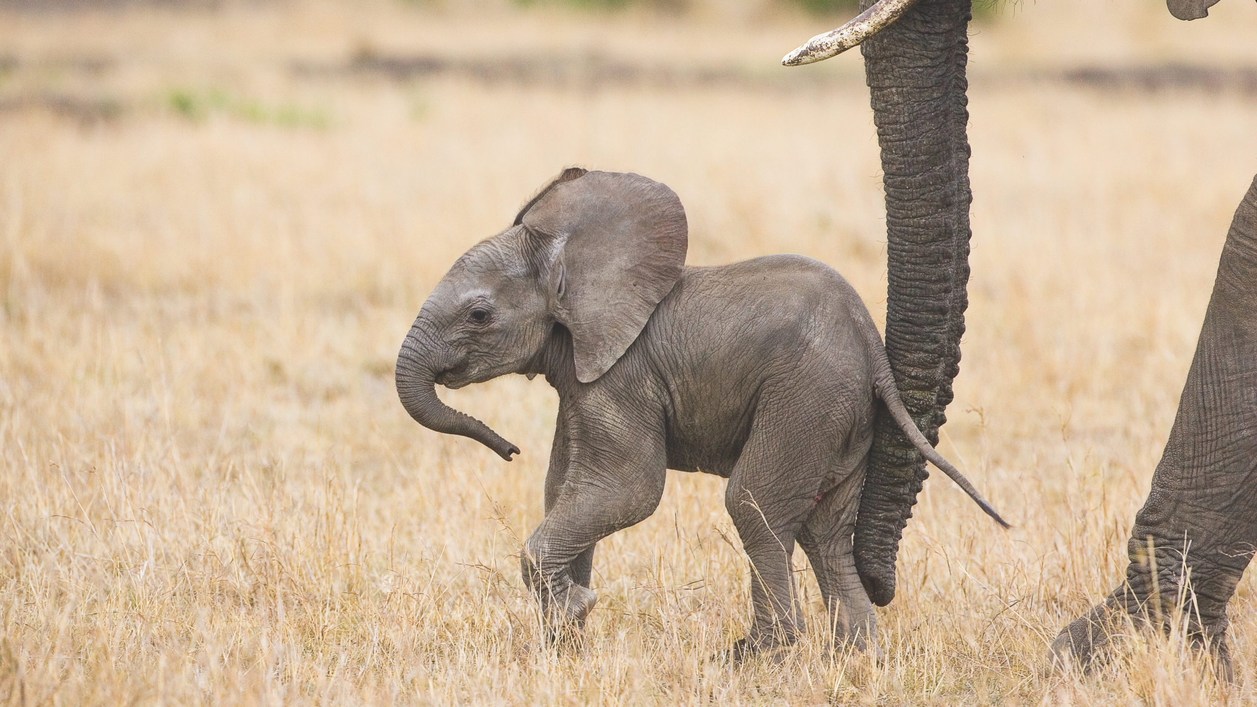 A mother elephant uses her trunk to move her baby along at the Maasai Mara National Reserve. (Photo: Suzi Eszterhas/New On Earth: Baby Animals in the Wild/courtesy of Earth Aware Editions)