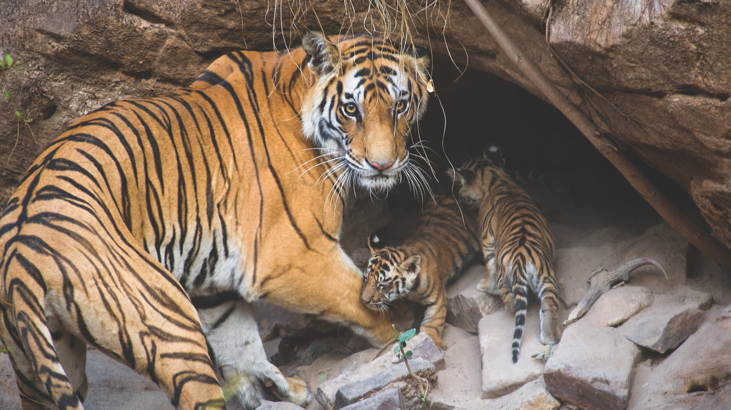 A tiger mum with two of her four cubs just outside her natal den in Bandhavgarh National Park in India. (Photo: Suzi Eszterhas/New On Earth: Baby Animals in the Wild/courtesy of Earth Aware Editions)