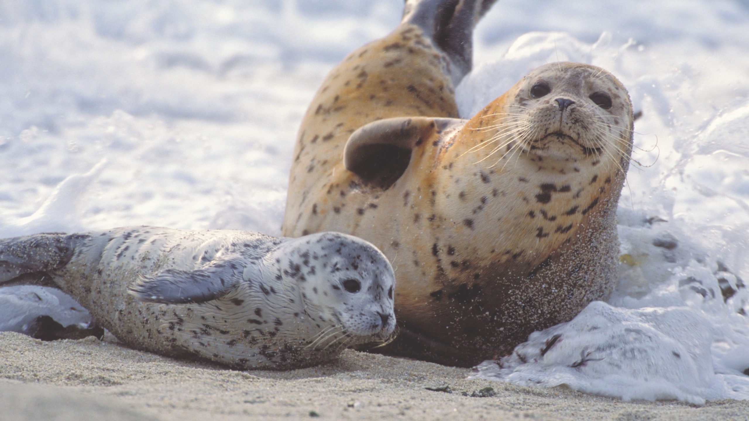 According to Eszterhas, harbour seals are not habituated to humans and are quite shy. She had to practice stealth photography to shoot them. (Photo: Suzi Eszterhas/New On Earth: Baby Animals in the Wild/courtesy of Earth Aware Editions)