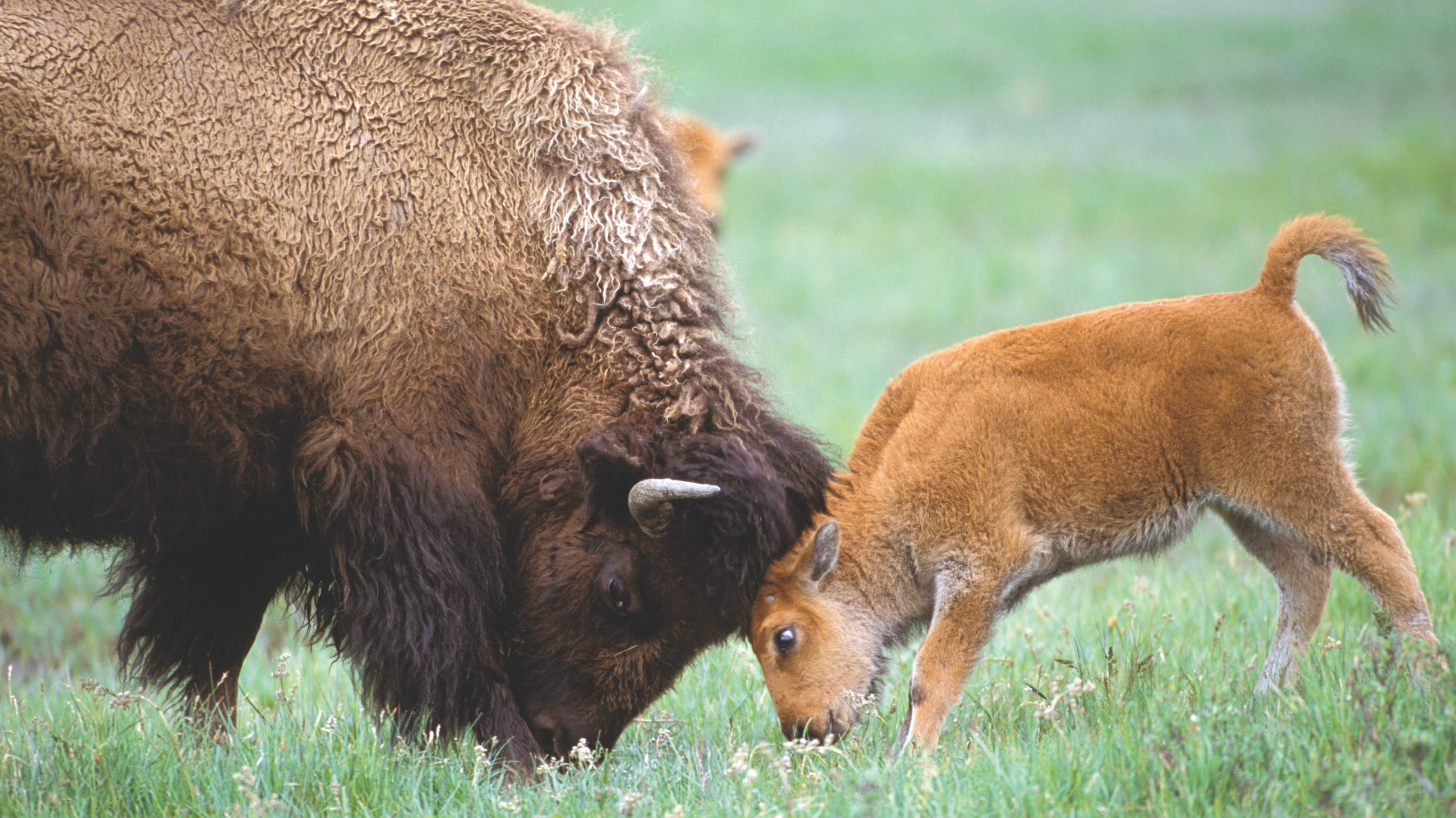 A mother bison plays with her baby at Yellowstone National Park in Montana. (Photo: Suzi Eszterhas/New On Earth: Baby Animals in the Wild/courtesy of Earth Aware Editions)