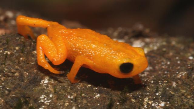 Glowing Pumpkin Toadlet Can’t Hear Its Own Tiny Scream
