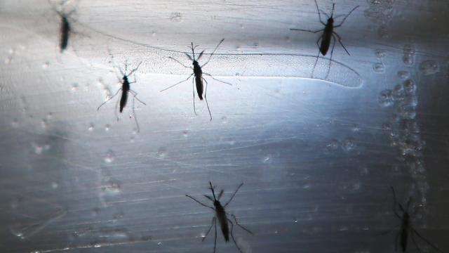 The Release of 1 Billion Killer GMO Mosquitoes Has Begun In Florida