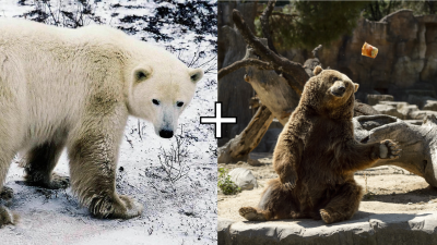 Polar Bear-Grizzly Hybrids, Aka Pizzly Bears, May Be Growing More Common Due to Climate Crisis