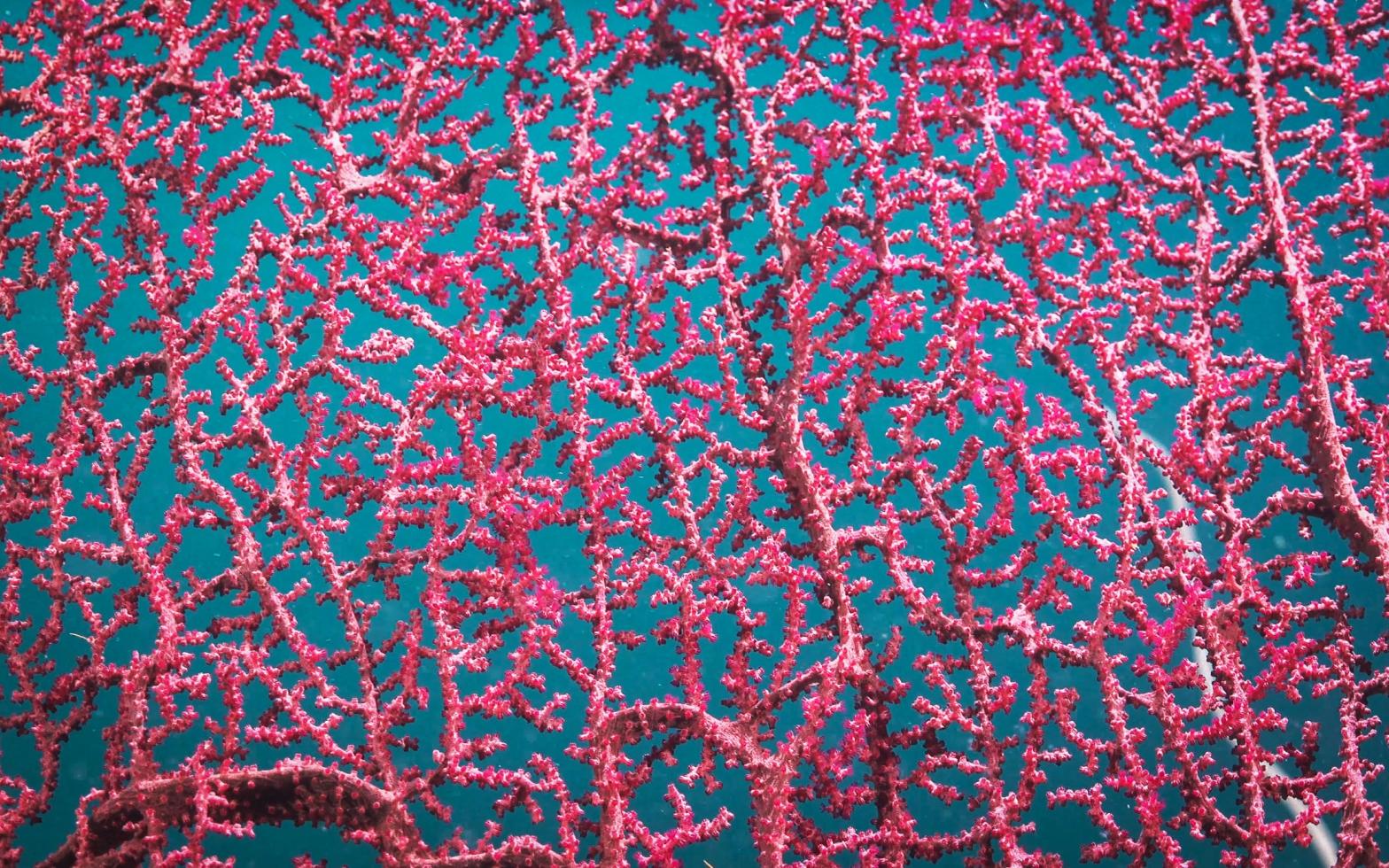 A soft coral of the Gorgonia fan variety found in the deep-sea coral reefs of the Ashmore Reef Marine Park. (Photo: Schmidt Ocean Institute)