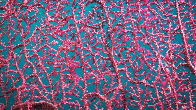Colourful Photos Reveal the Secrets of Australia’s Twilight Zone Coral Gardens