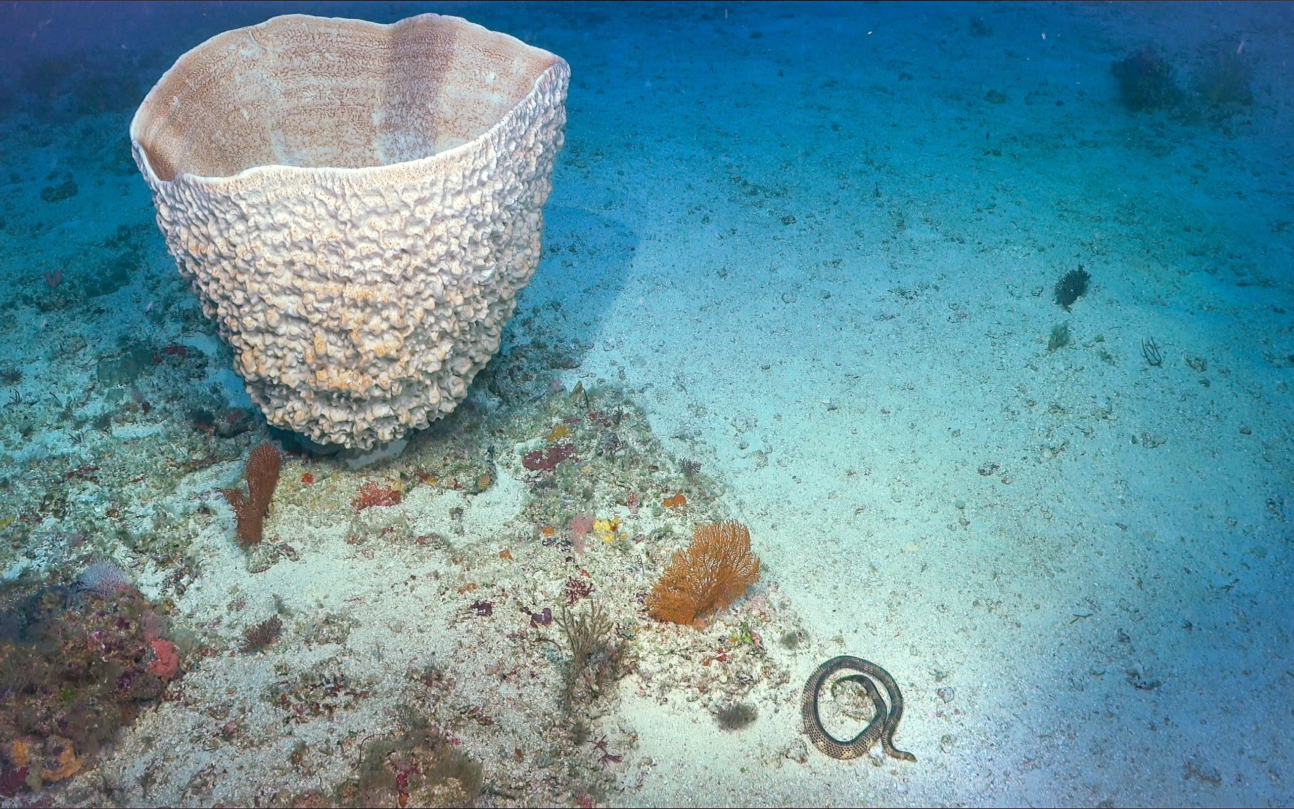A vacant shell and, to its right, a very special sea snake. (Photo: Schmidt Ocean Institute)