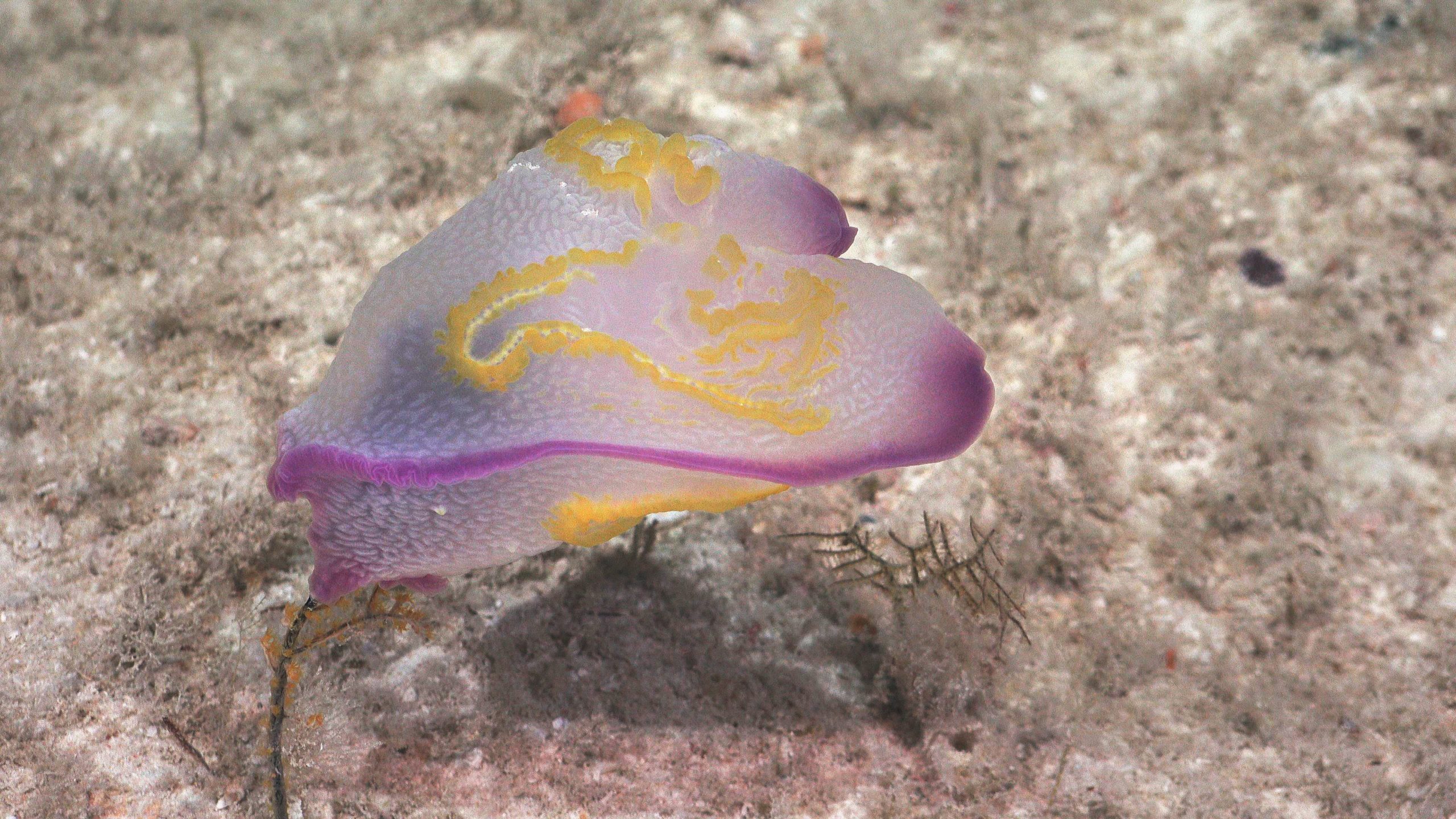 A Benthic ctenophore (Photo: Schmidt Ocean Institute)