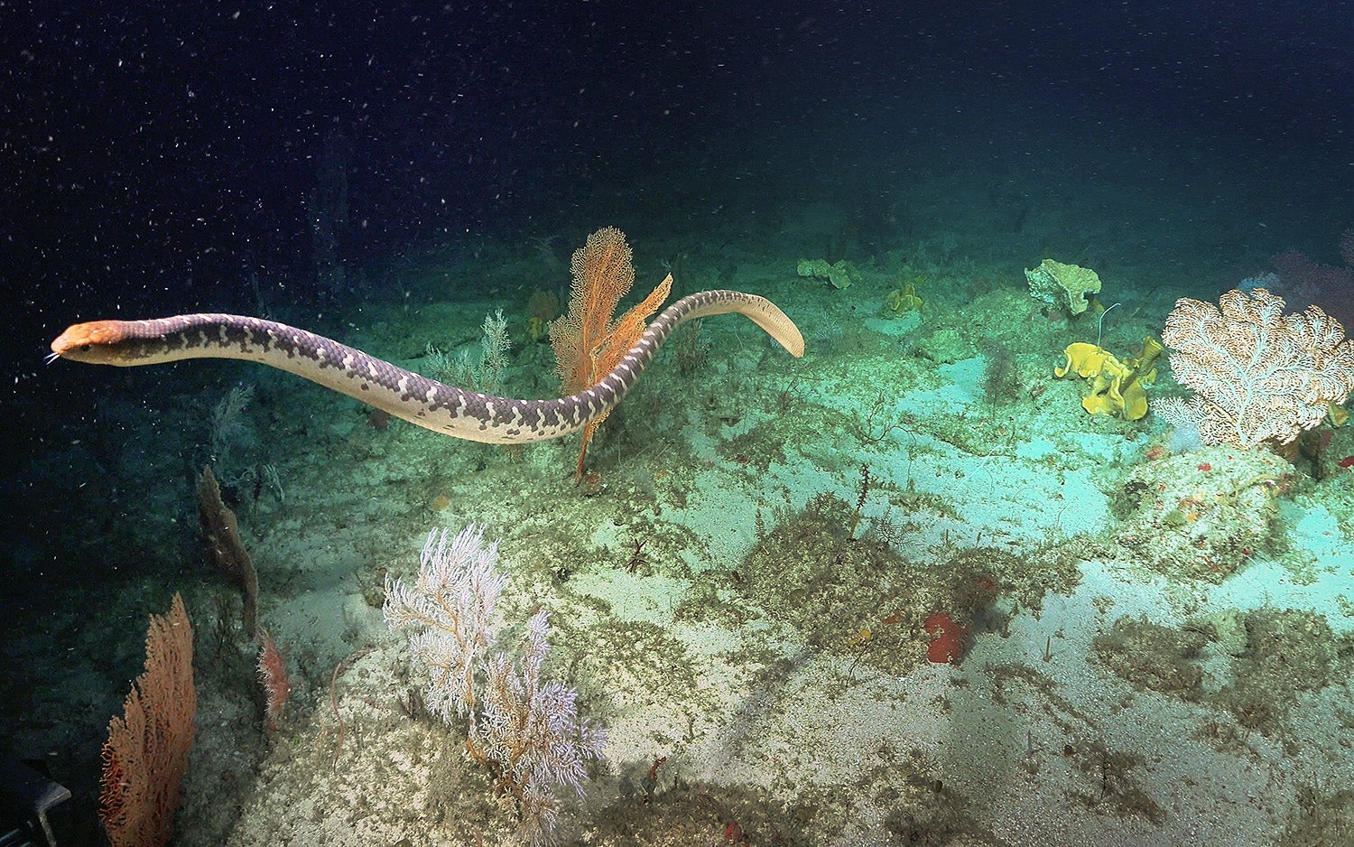 Another sea snake. (Photo: Schmidt Ocean Institute)