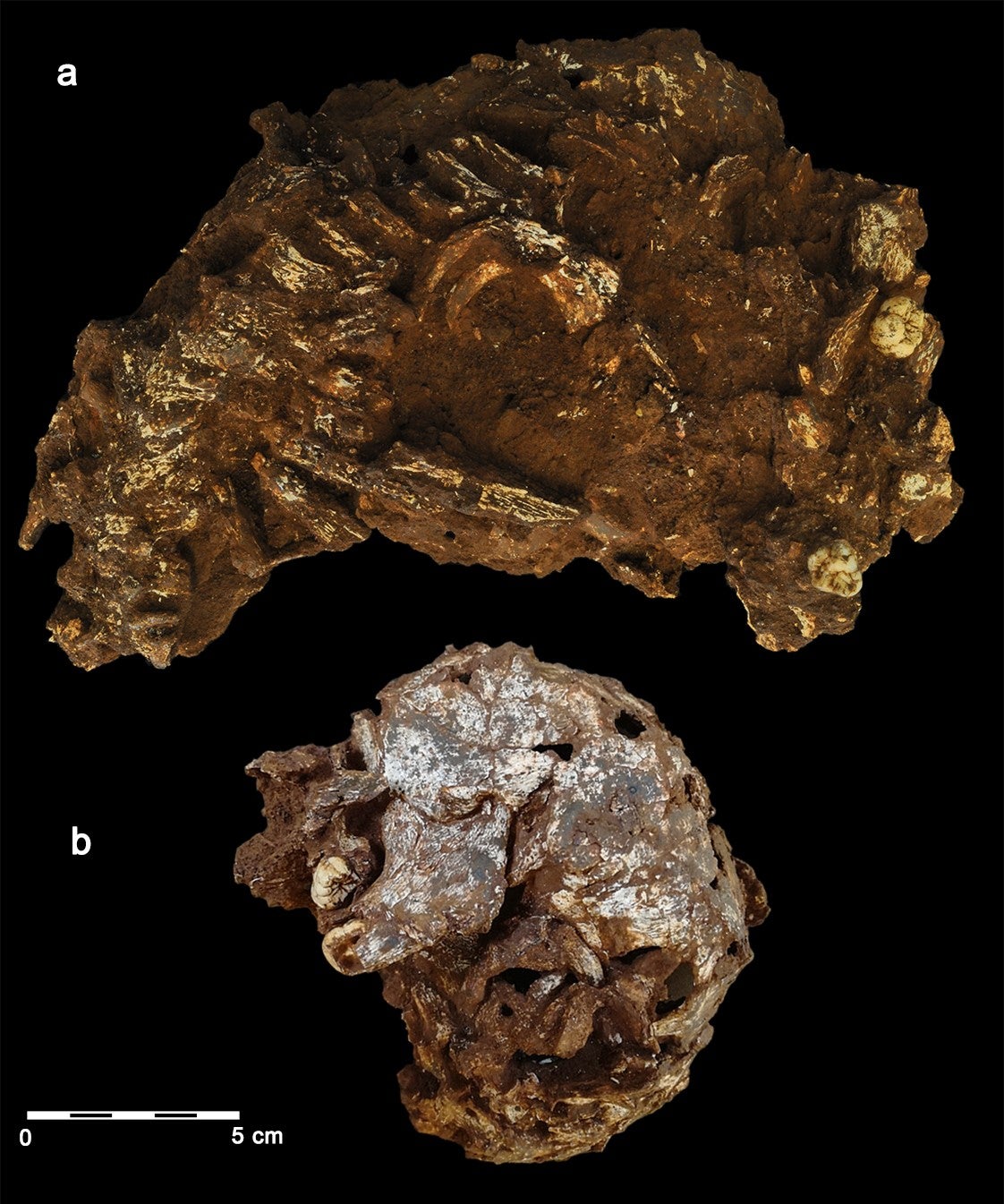 Images showing the main block and the partial skeleton.  (Image: Martinón-Torres, et al., 2021)