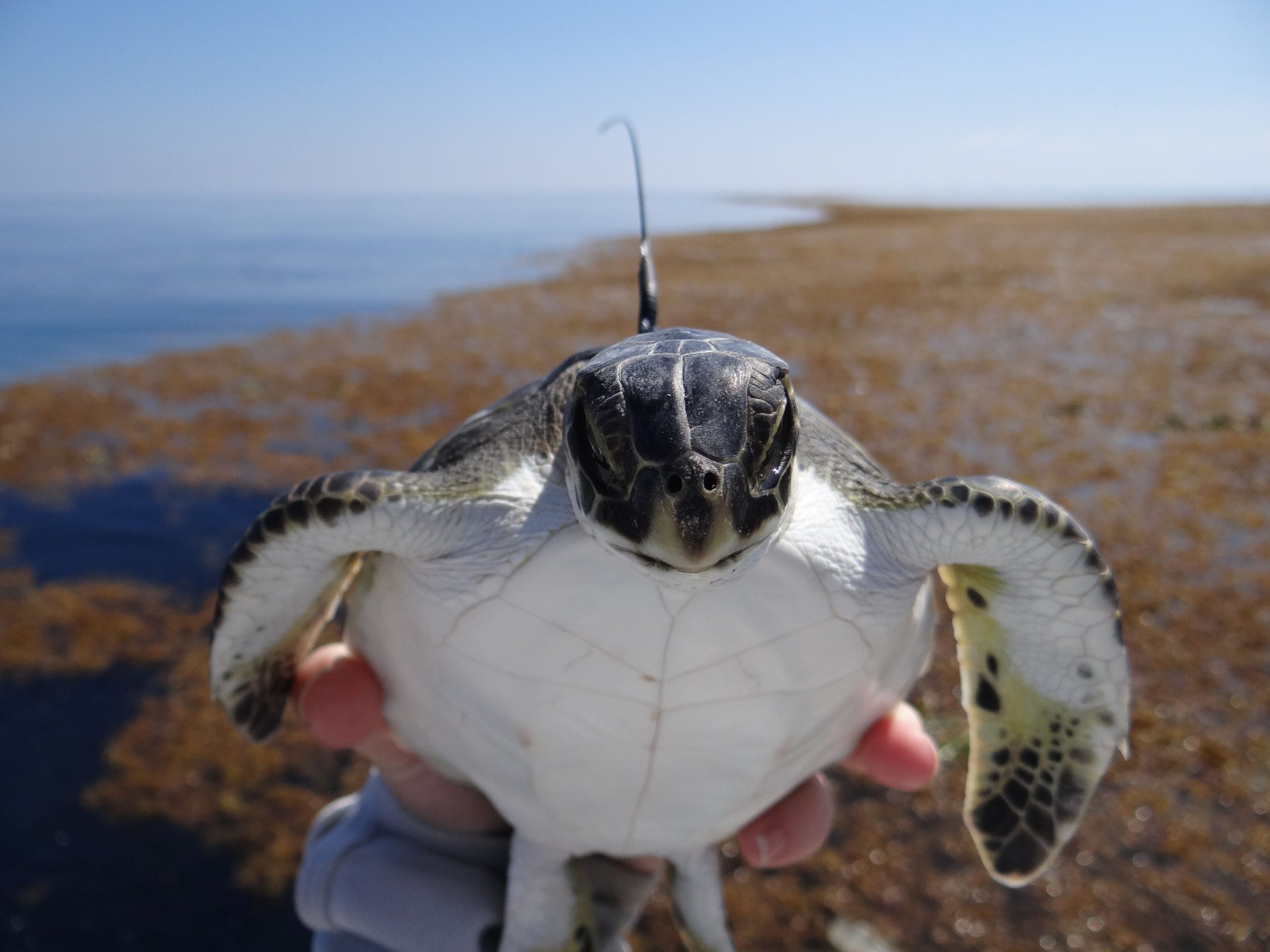 A turtle on a mission. Even if it doesn't know it. (Photo: Kate Mansfield, UCF MTRG; Permit number NMFS - 19508.)
