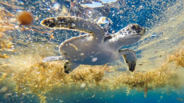 Researchers Discover Peaceful Turtle Playground in the Sargasso Sea
