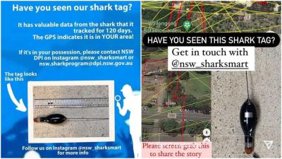 SharkSmart NSW Is Frantically Tracking A Shark Tag On The Loose At Wollongong Uni