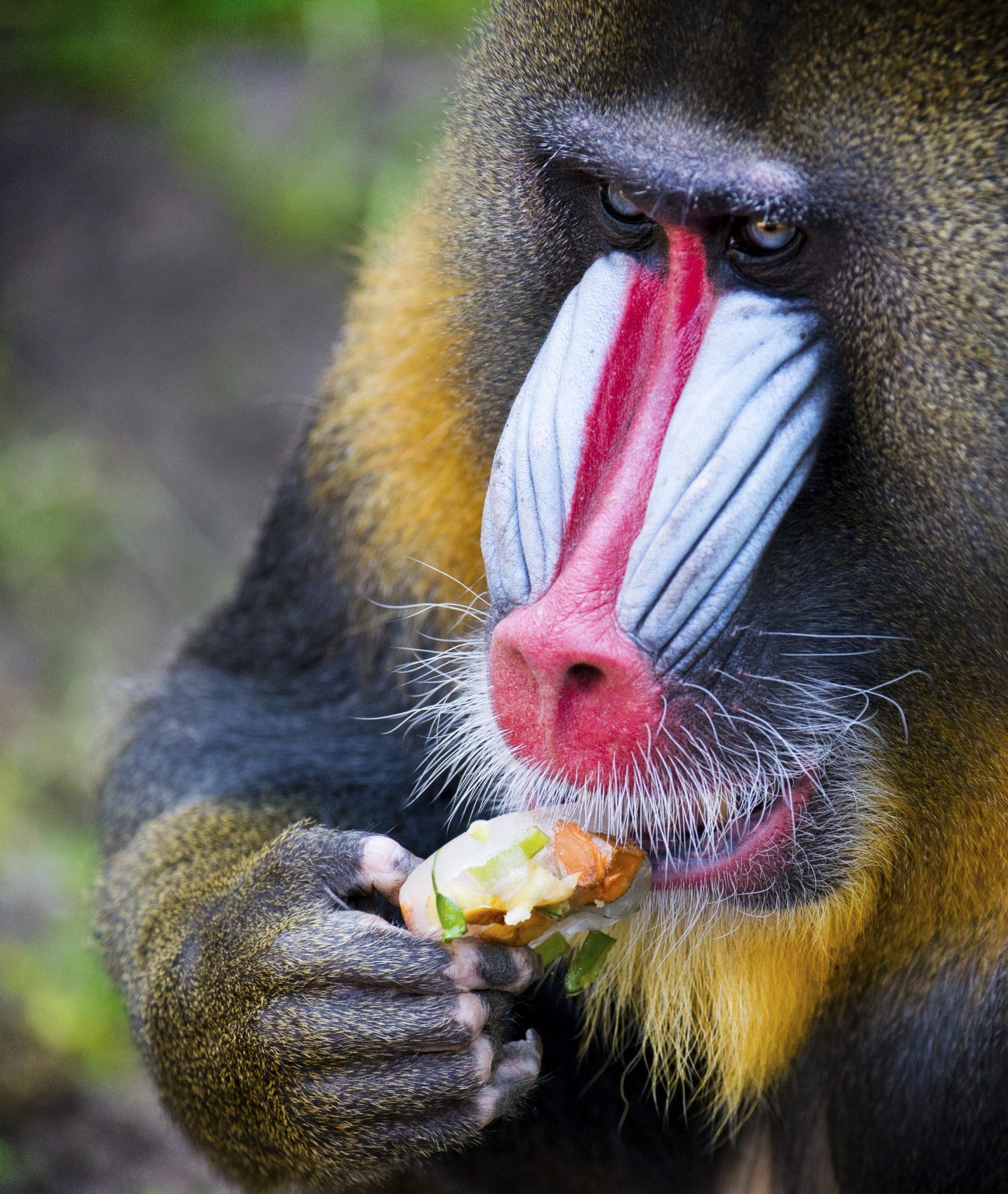 A mandrill licks a fruit ice cream in Ouwehands Dierenpark (Ouwehands Zoo) in Rhenen, on June 30, 2015. (Photo: Piroschka van de Wouw/AFP, Getty Images)