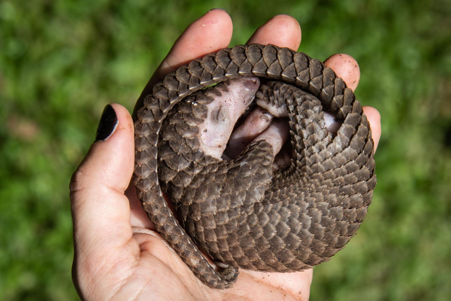 A white-bellied pangolin rescued in Uganda last year. (Photo: Photo by ISAAC KASAMANI/AFP via Getty Images, Getty Images)