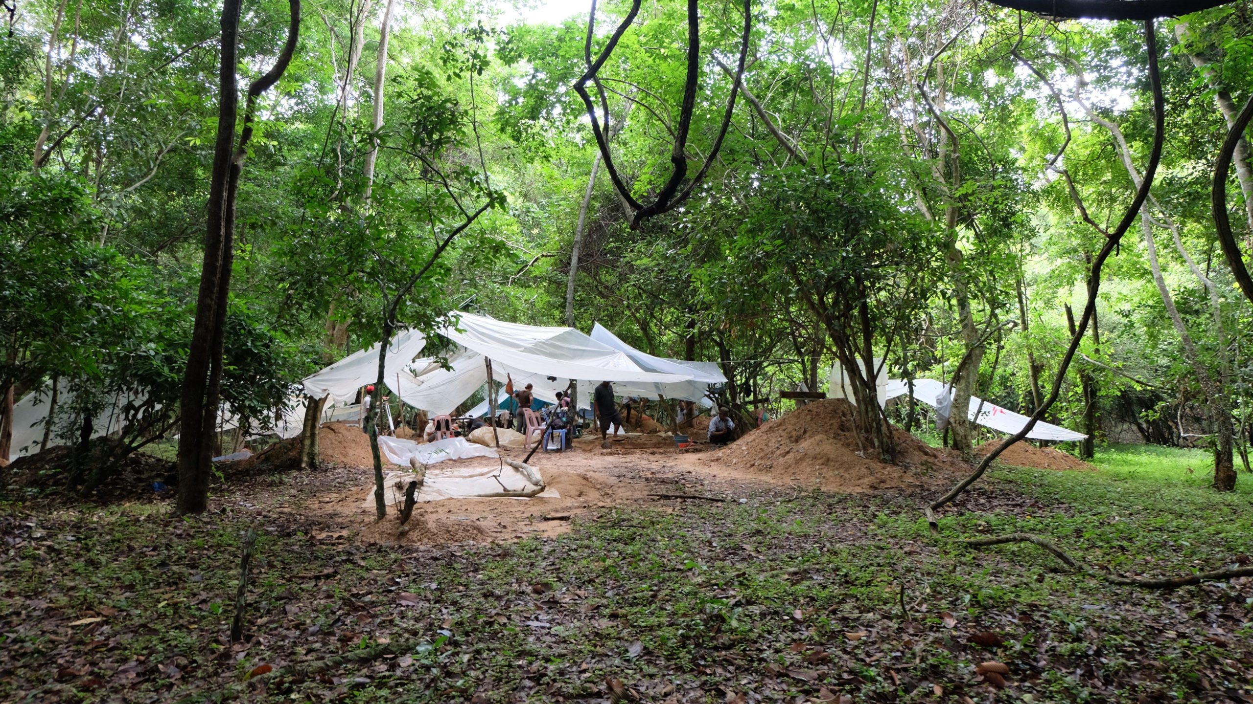Excavation trenches within the trees at Angkor Wat. (Image: Alison Carter)