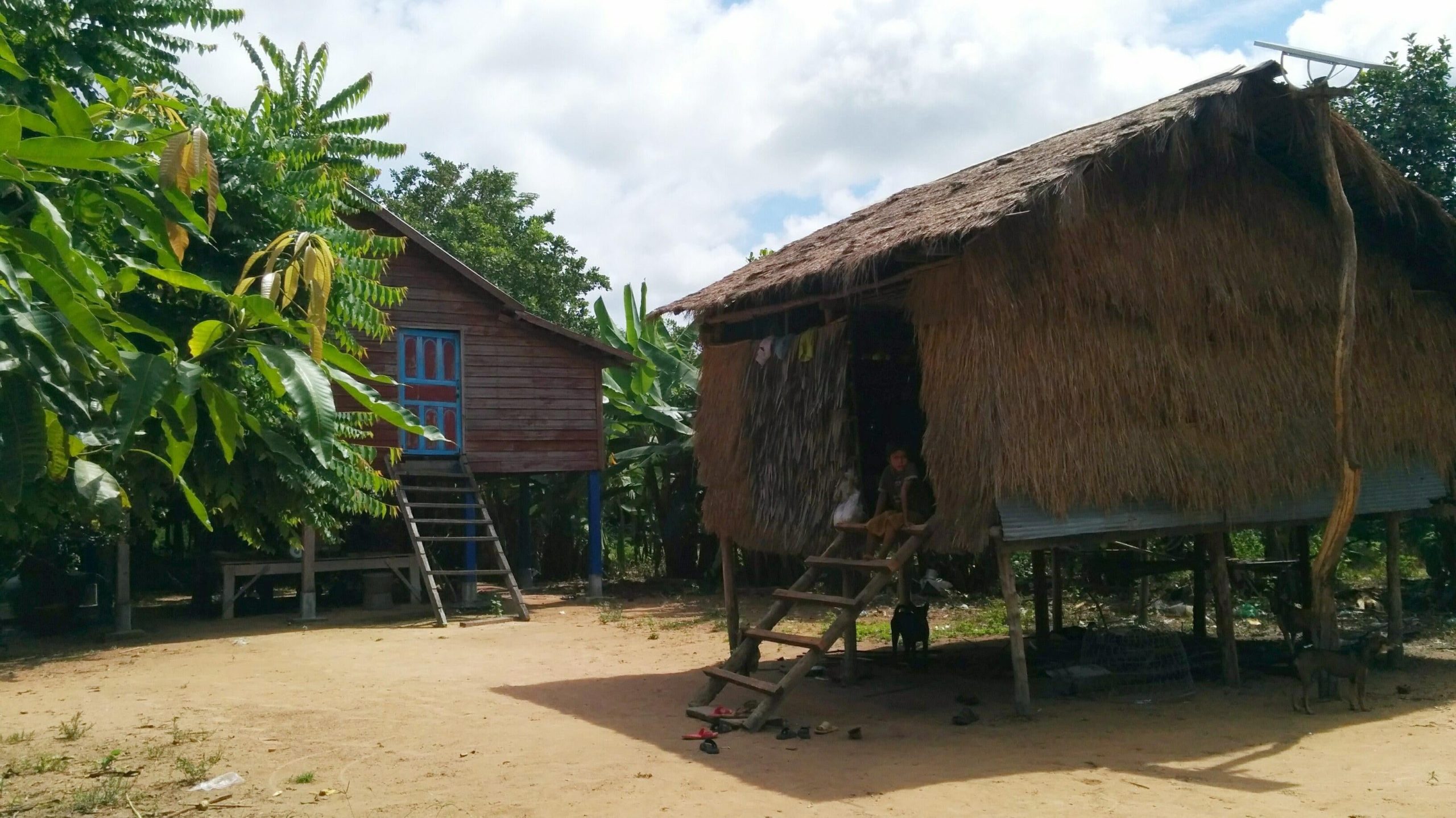 Examples of contemporary Cambodian homes. The house in the foreground is made from wood and thatch.  (Image: Alison Carter)