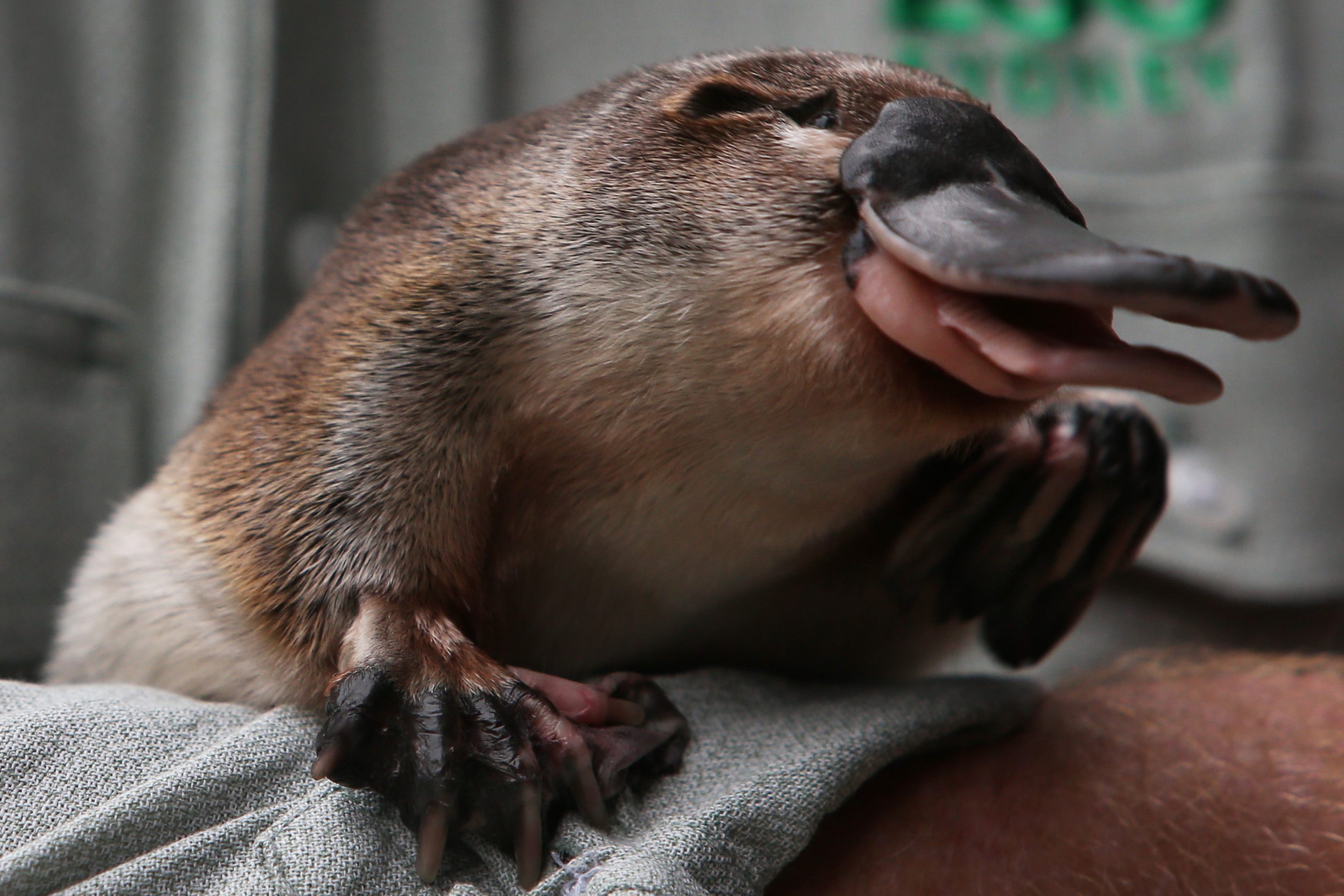 This platypus, named Annie, is adorable. (Photo: Photo by Lisa Maree Williams/Getty Images, Getty Images)