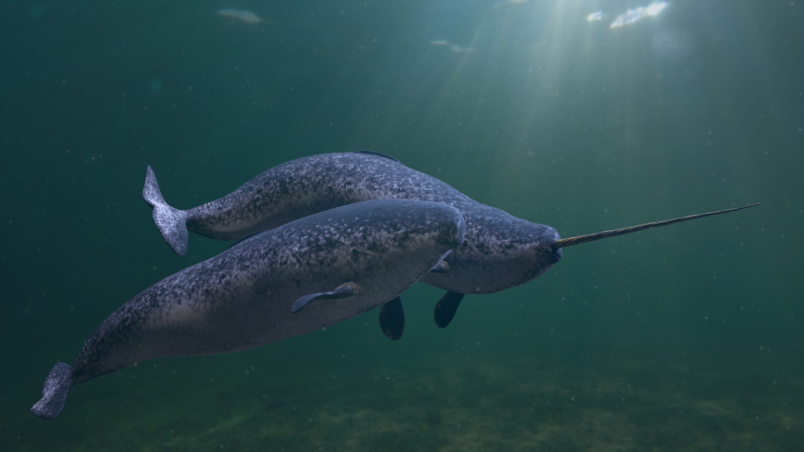 The tooth sprouts right through the narwhal's lip. (Image: dottedhippo, Getty Images)