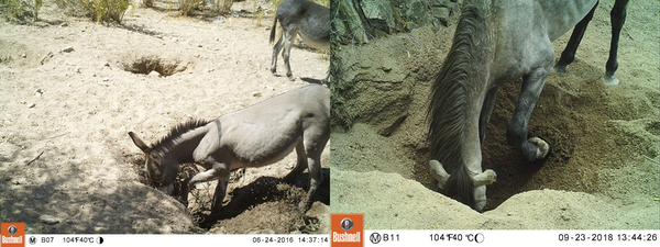 Feral Desert Donkeys Are Digging Wells, Giving Water To Parched Wildlife