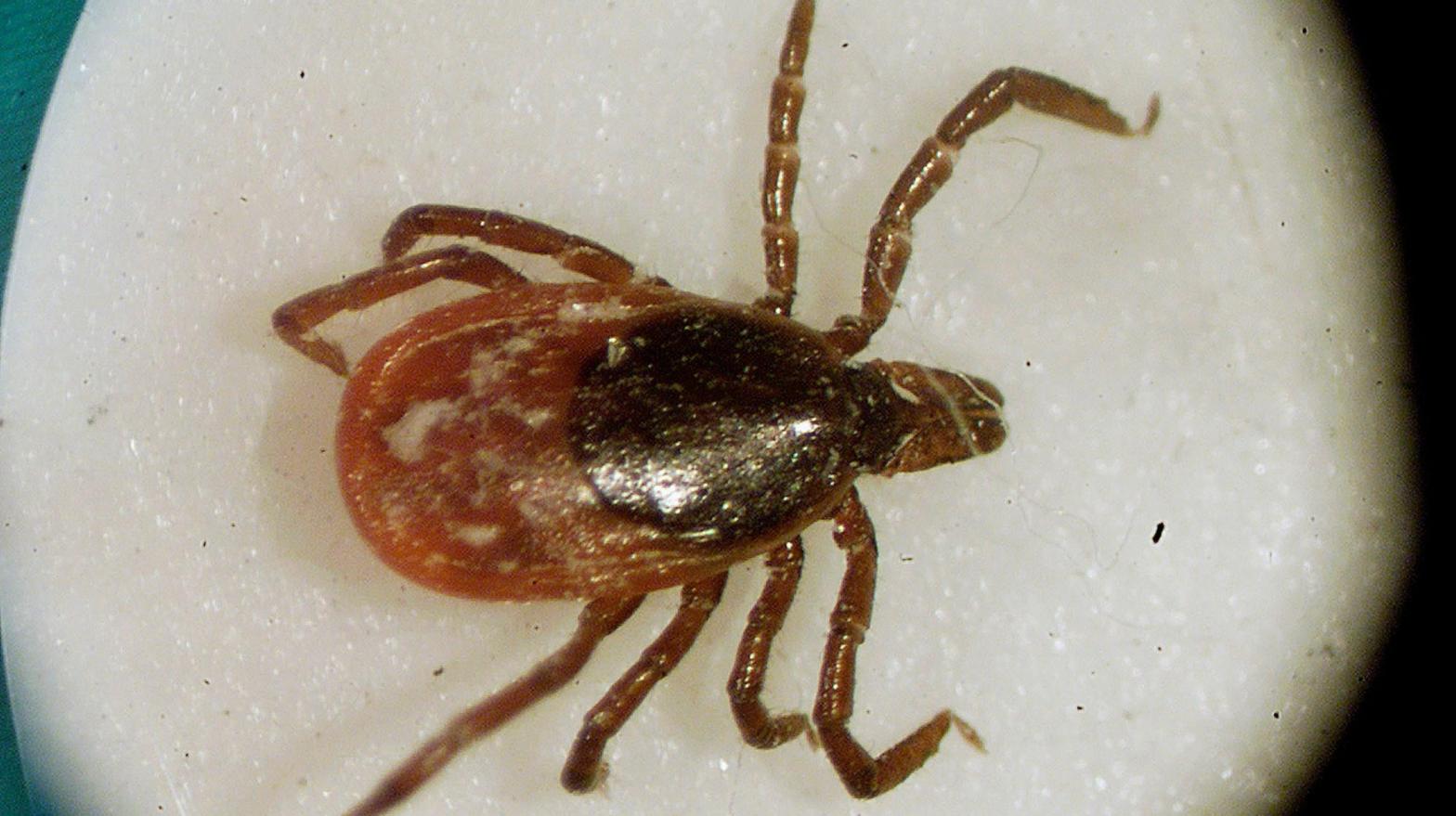 A deer tick (Ixodes scapularis), the most common vector of Lyme disease in the U.S. (Photo: Victoria Arocho, AP)