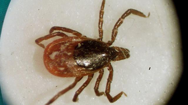 Man Caught Three Whole Diseases From a Single Tick Bite