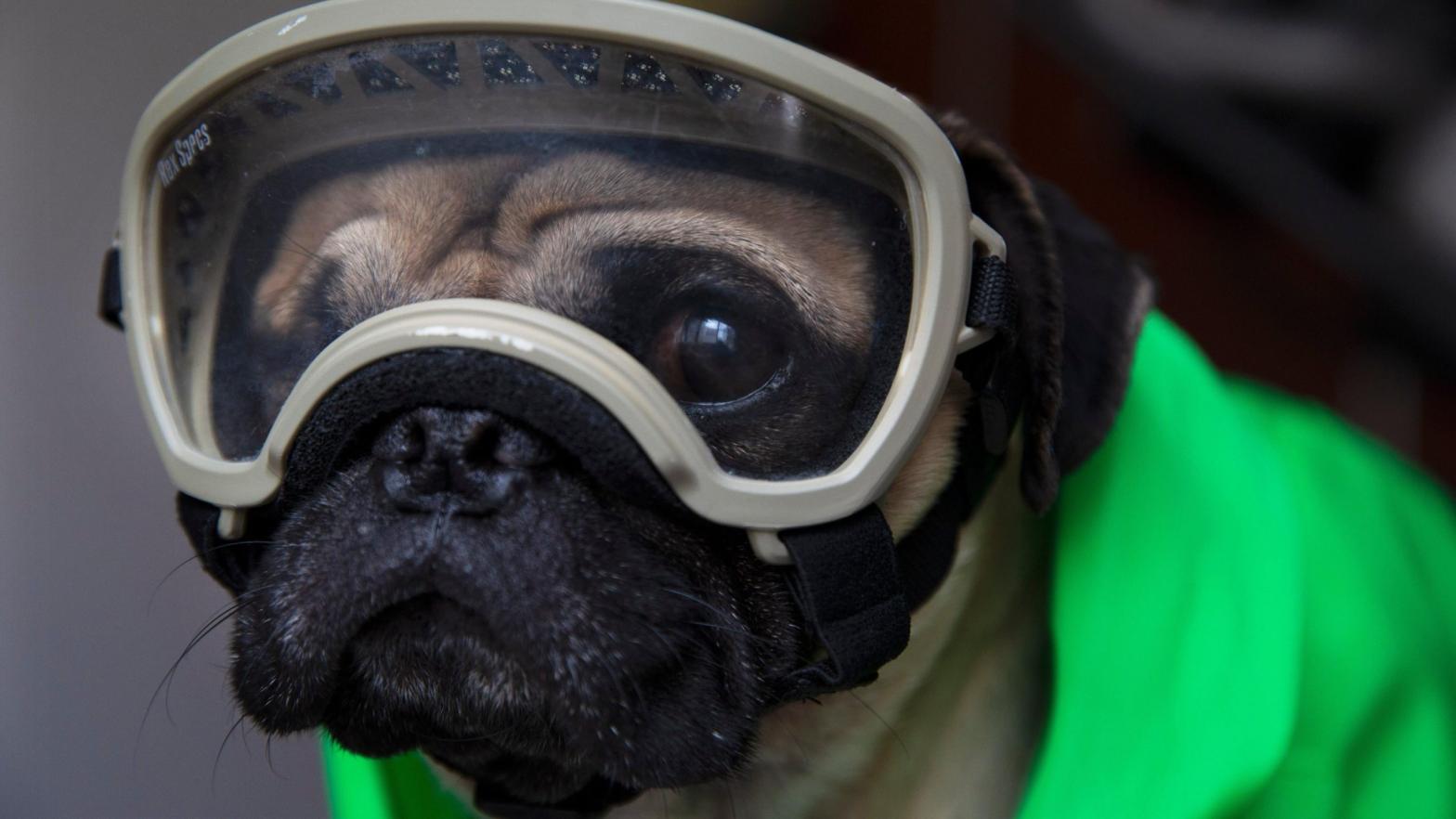 Harley, a therapy dog who provides emotional support for healthcare workers in Mexico City, wearing a diving type half mask for dogs in a photo taken in September 2020.  (Photo: Marco Ugarte, AP)