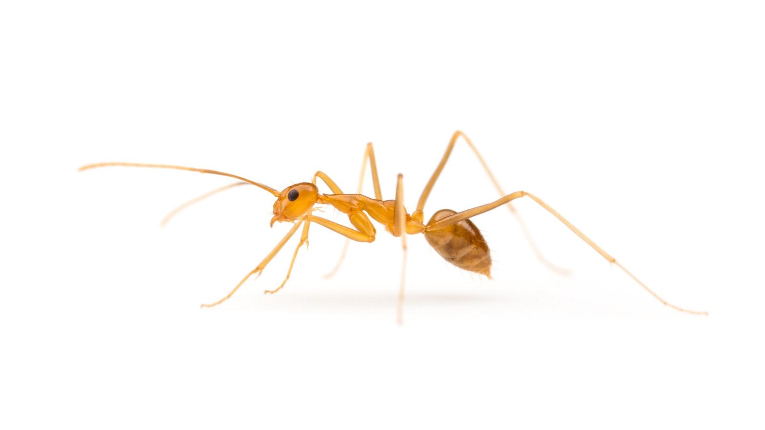 crazy yellow ant