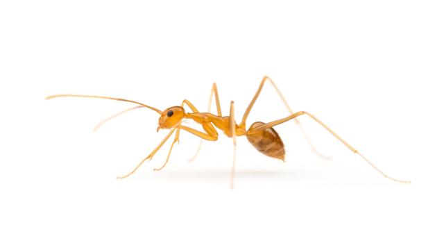 Crazy Yellow Ants Get Another $3 Million In The Budget
