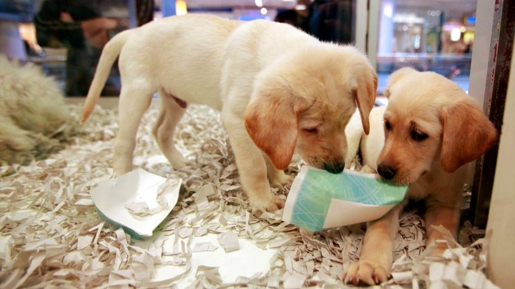 New legislation will make it more difficult to smuggle puppies into the UK, such as these puppies on sale in Los Angeles.  (Image: Damian Dovarganes, AP)